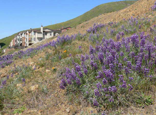 Lupine with houses behind